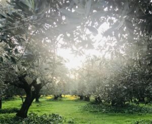 Read more about the article Ζαμπάρας: Πρόστιμα έως 12 συντάξεις σε μικροπαραγωγούς που δεν δηλώνουν εισόδημα από ελιές ενώ καλλιεργούν