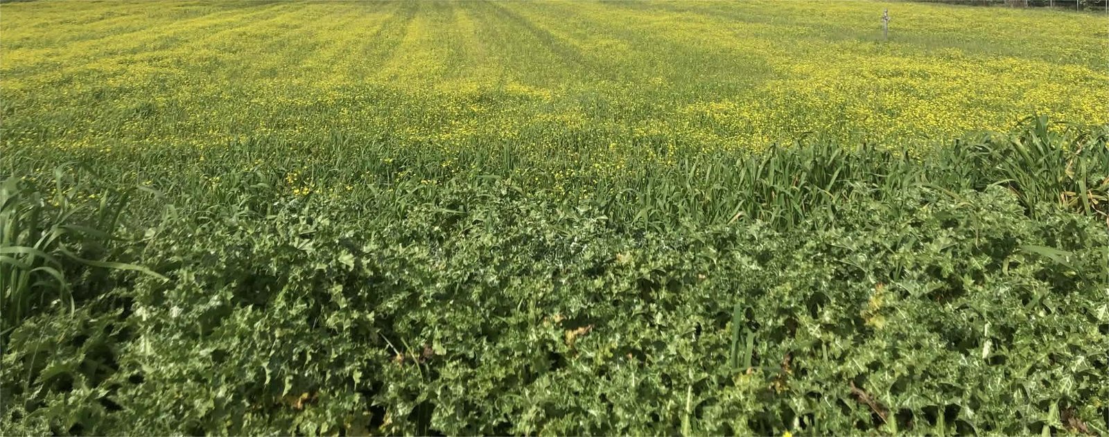 Read more about the article Πότε πληρώνονται υπόλοιπα επιδοτήσεων, συνδεδεμένες, οικολογικά σχήματα