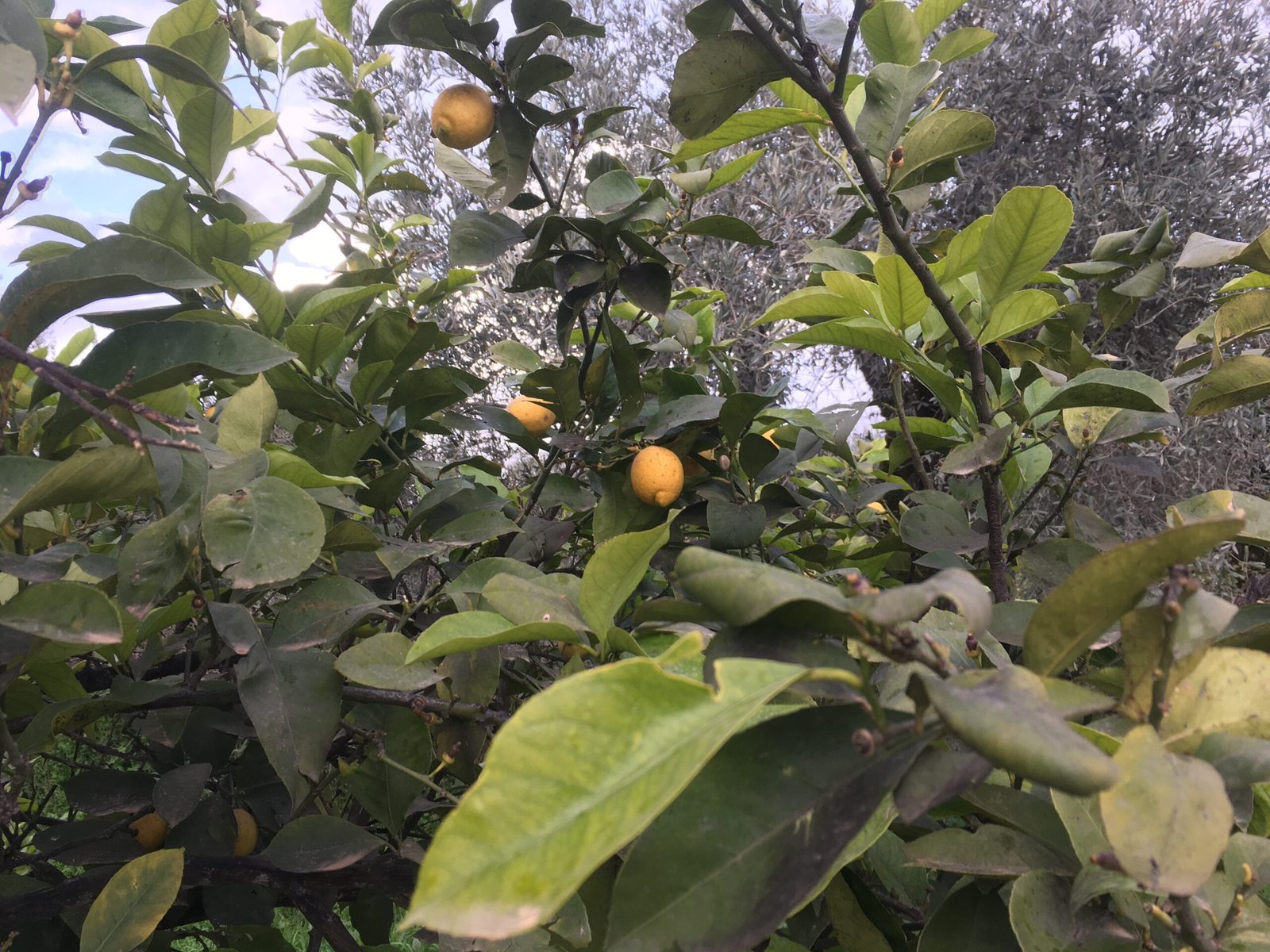 Read more about the article Προσπάθεια εξαπάτησης παραγωγών καταγγέλλει ο Αγροτικός Σύλλογος Αργολίδας