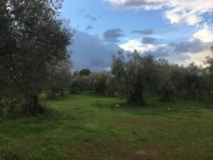Read more about the article Συνεταιρισμός Στυλίδας: Επιπλέον χρήματα για τις πράσινες ελιές