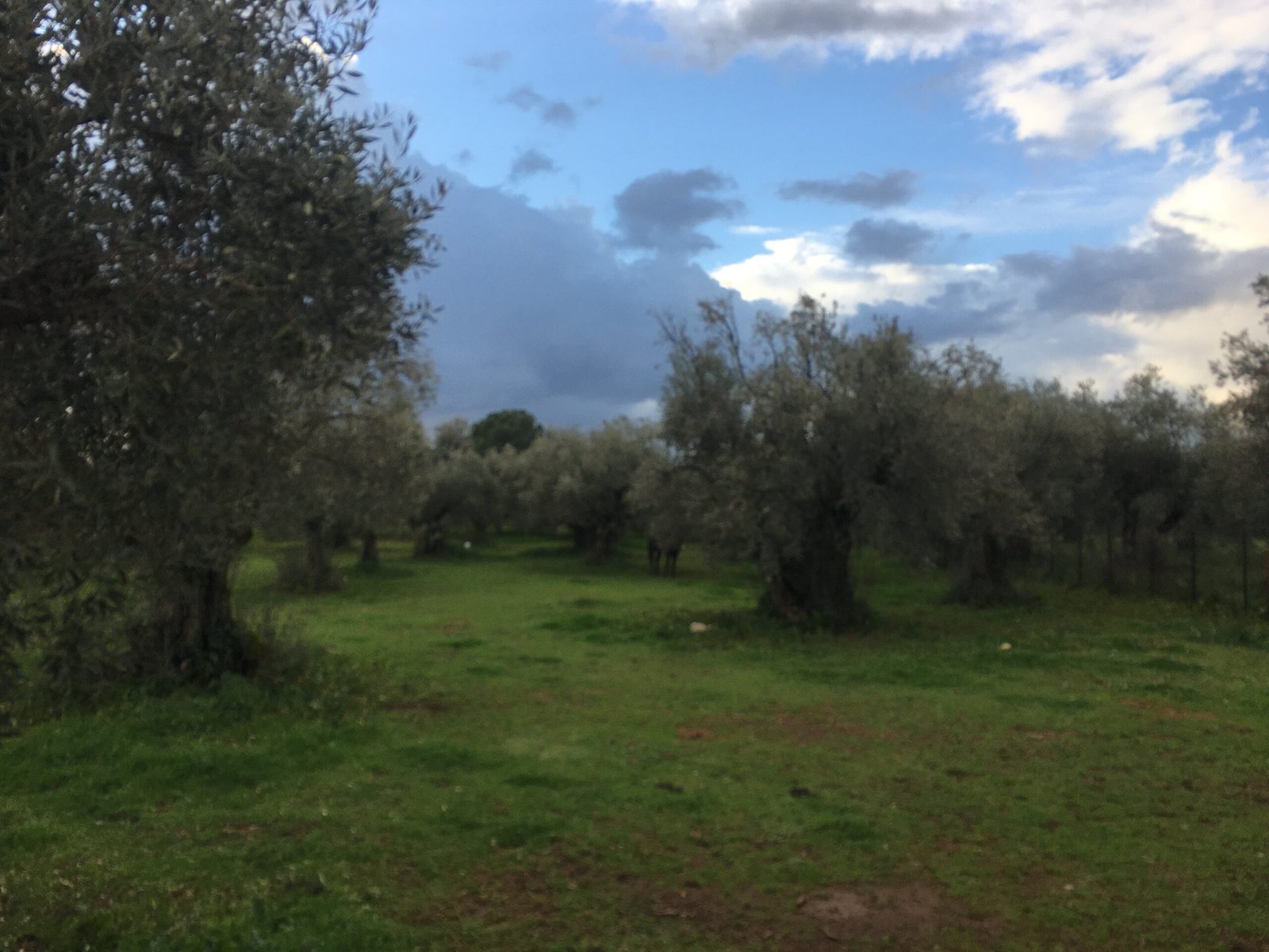 Read more about the article Συνεταιρισμός Στυλίδας: Επιπλέον χρήματα για τις πράσινες ελιές