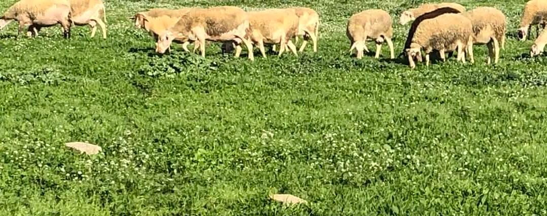 You are currently viewing “Σαφάρι” ελέγχων για προστασία καταναλωτών και αποτροπή ελληνοποιήσεων