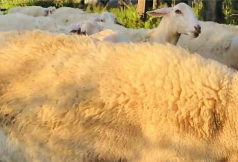 Read more about the article Καθολική εφαρμογή «ΑΡΤΕΜΙΣ 2» για ιχνηλασιμότητα γάλακτος ζητά η Ν. Αριστερά