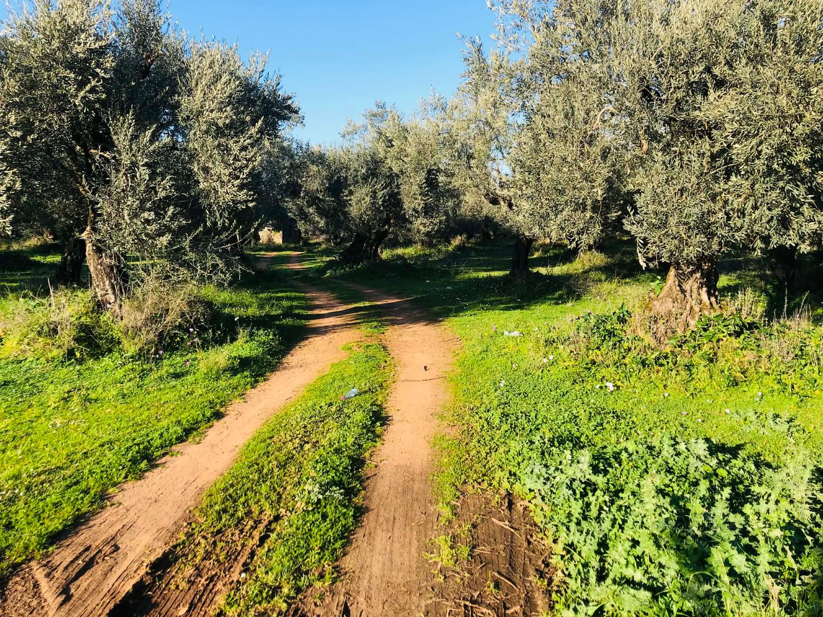 Read more about the article Τα προβλήματα της ελαιοκομίας στο επίκεντρο