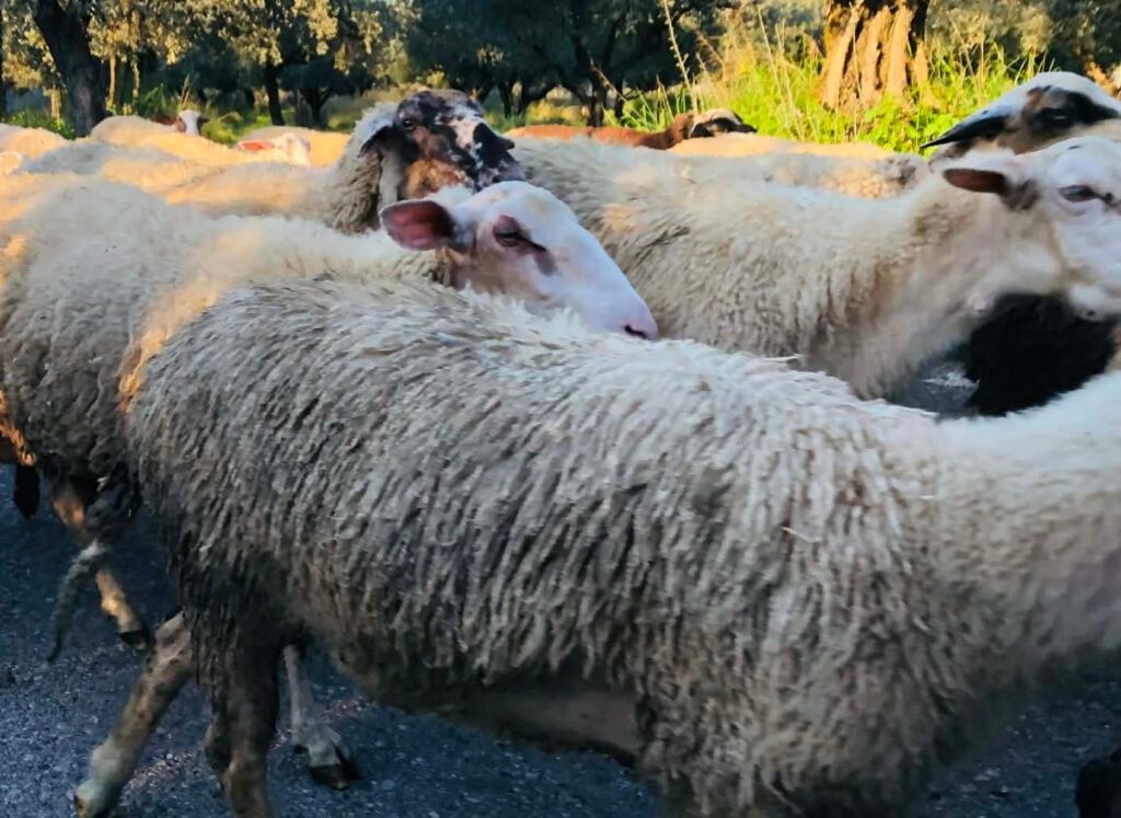 ΠΟΓΕΔΥ για το θέμα με τους βώλους στα αιγοπρόβατα: «Τα ίδια Παντελάκη μου, τα ίδια Παντελή μου»