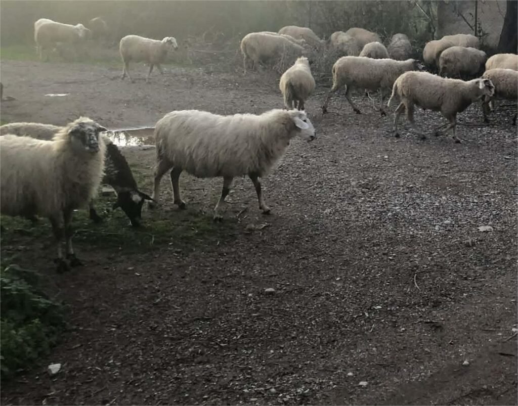 Πρόγραμμα περισυλλογής νεκρών ζώων κτηνοτροφικών μονάδων