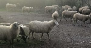 Read more about the article ΥπΑΑΤ: Στα 17 τα επιβεβαιωμένα κρούσματα αφθώδους πυρετού στη Λέσβο