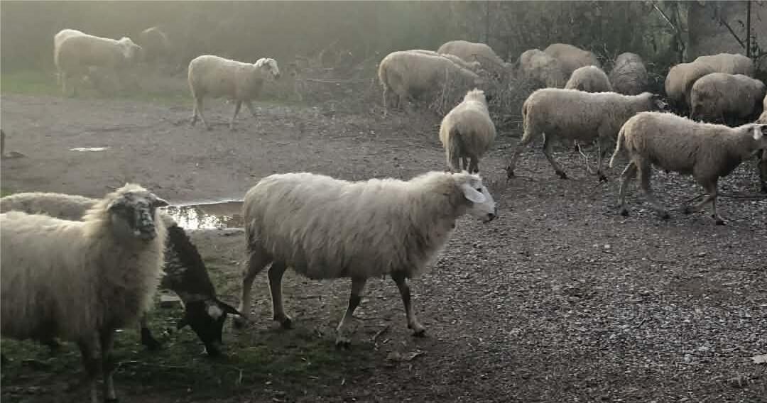 Read more about the article Καμιά αποζημίωση σε κτηνοτρόφους, αν η ασθένεια των ζώων προκλήθηκε εσκεμμένα ή από αμέλεια