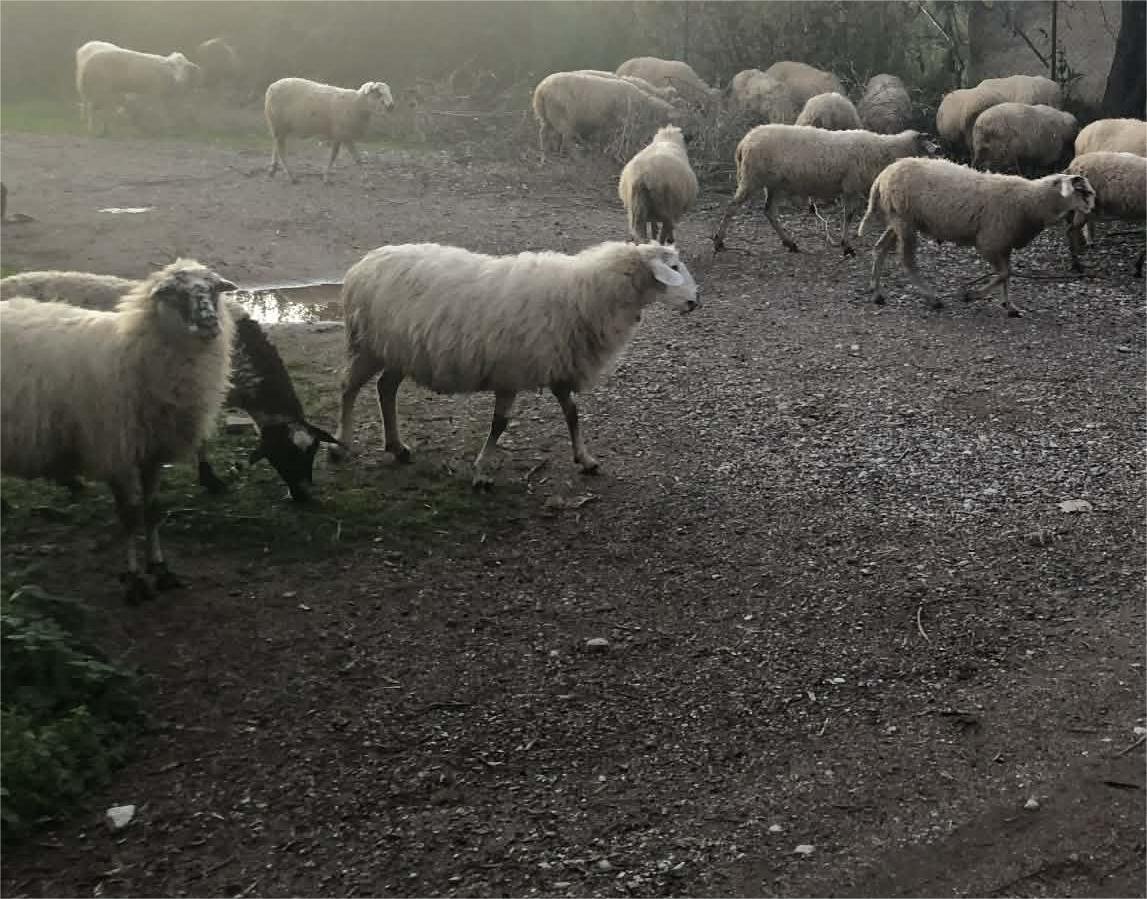 Read more about the article Βόσκαγαν τα πρόβατα εκτός στάνης και συνελήφθησαν