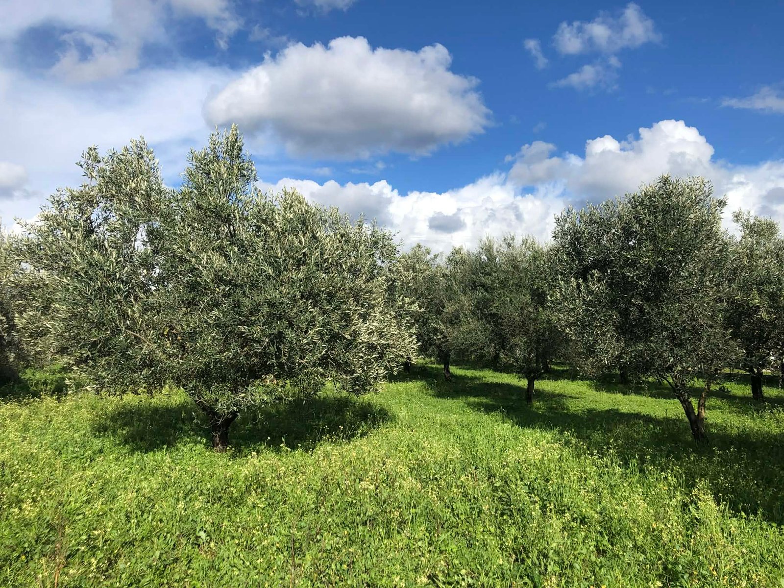 Read more about the article Νέο Διοικητικό Συμβούλιο στον Αγροτικό Ελαιουργικό Συνεταιρισμό Στυλίδας