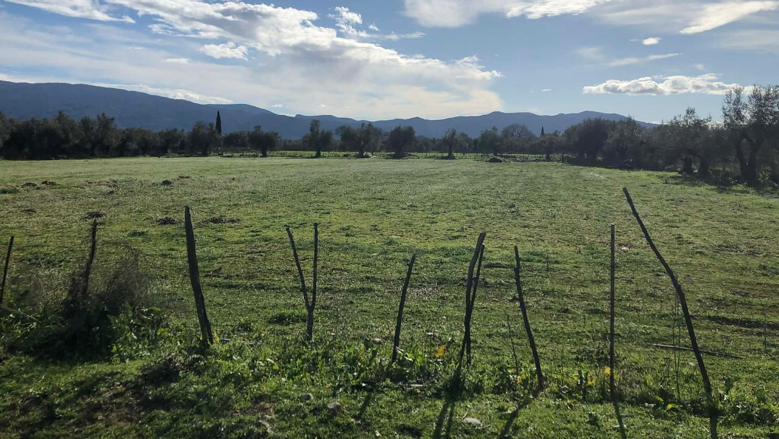 You are currently viewing Και η σποροπαραγωγή στα de minimis τριφυλλιών, στα 36-37 εκατ. ευρώ όλο το ποσό