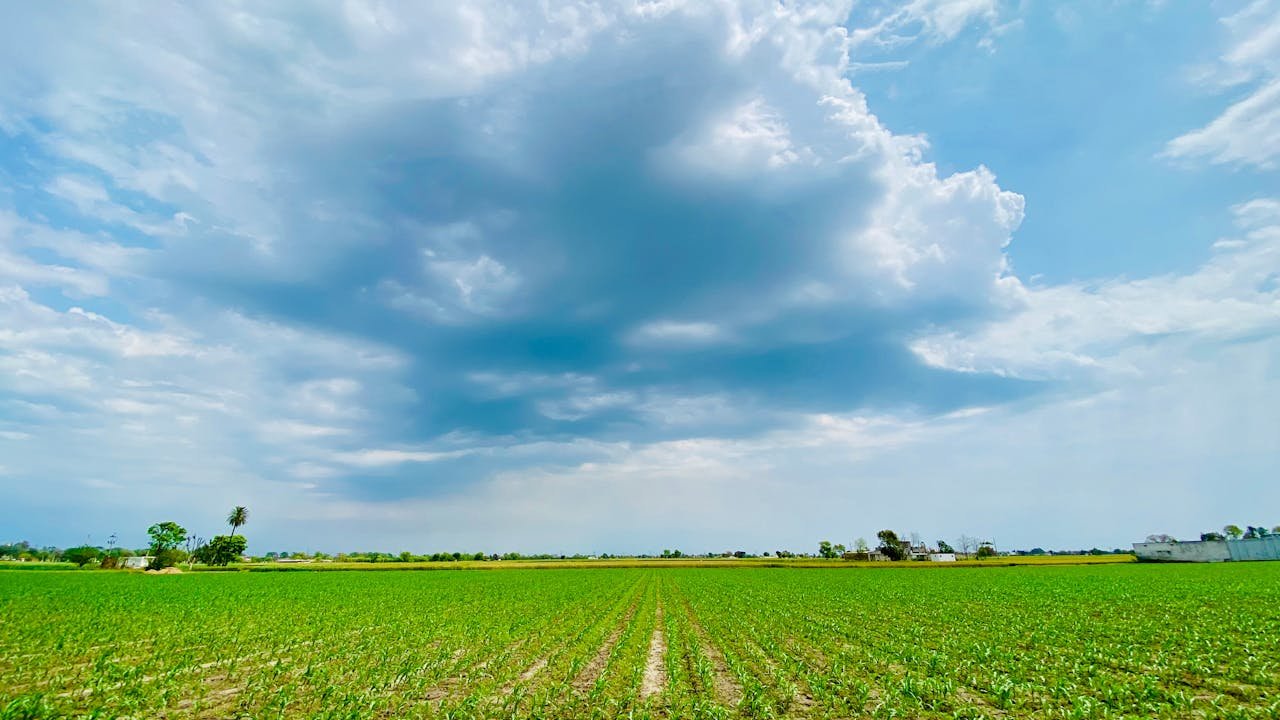 Read more about the article Καλαμπόκι: Πώς διαμορφώνονται οι τιμές και η ζήτηση διεθνώς