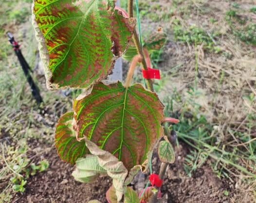 Read more about the article Οι λόγοι αποτυχίας της άμεσης επαναφύτευσης πίσω από δενδρώδεις καλλιέργειες που ξηλώθηκαν