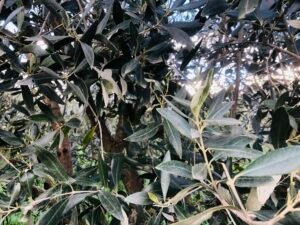 Read more about the article Δυο βυτία ελαιόλαδο πούλησε ο ΑΕΣ Παπαδιανίκων Λακωνίας
