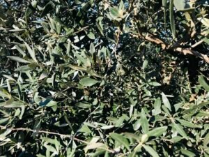 Read more about the article Εκδήλωση Ελαιοκομίας στην Κρήτη
