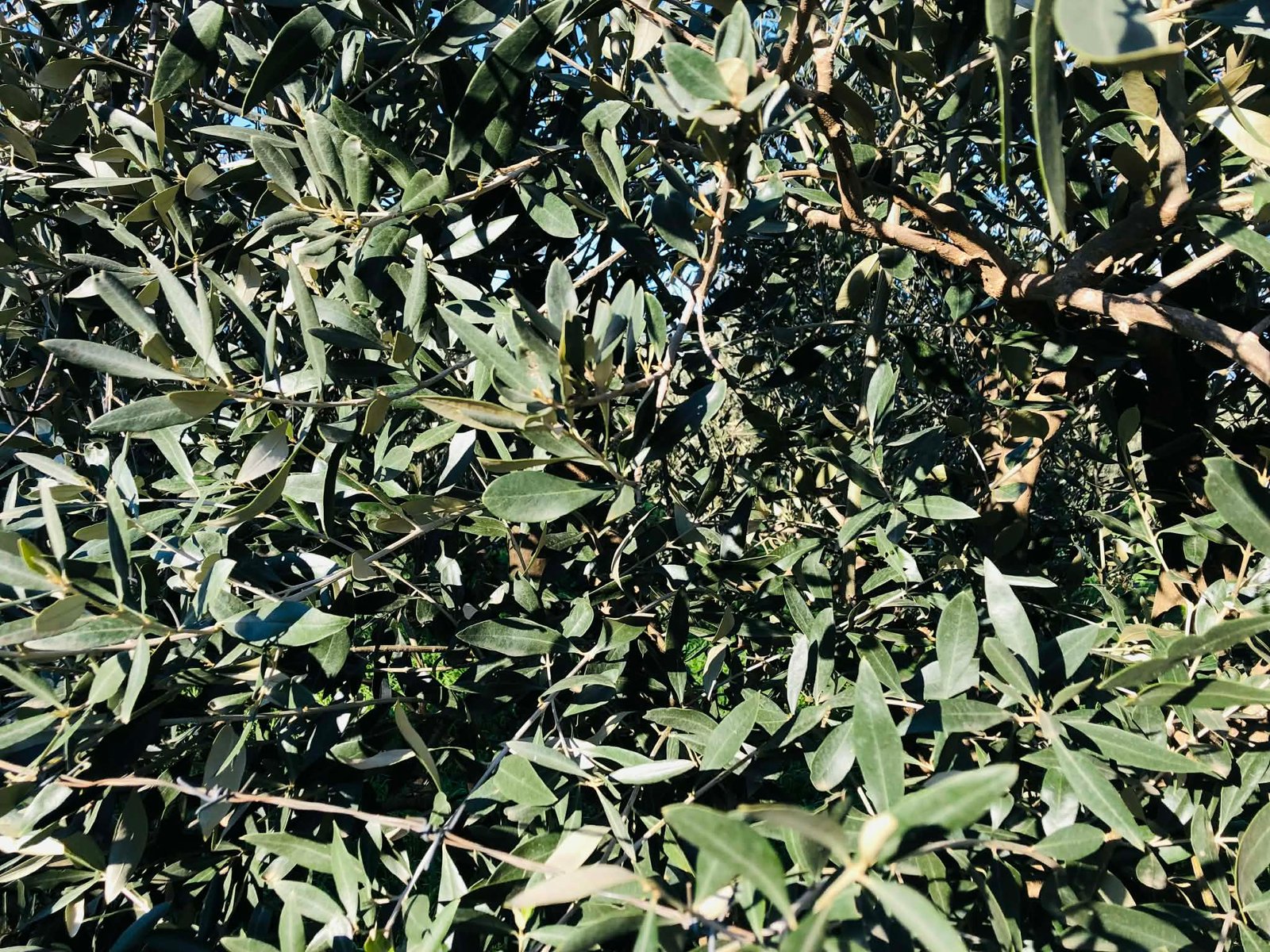 Read more about the article Νέα δημοπρασία ελαιολάδου, τι γίνεται με τιμές και ζήτηση σε Κρήτη, Πελοπόννησο