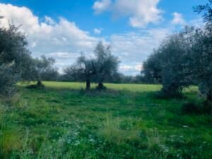 Read more about the article Β’ δόση νέων γεωργών: Ανοίγει σύντομα το πληροφοριακό σύστημα για αιτήσεις