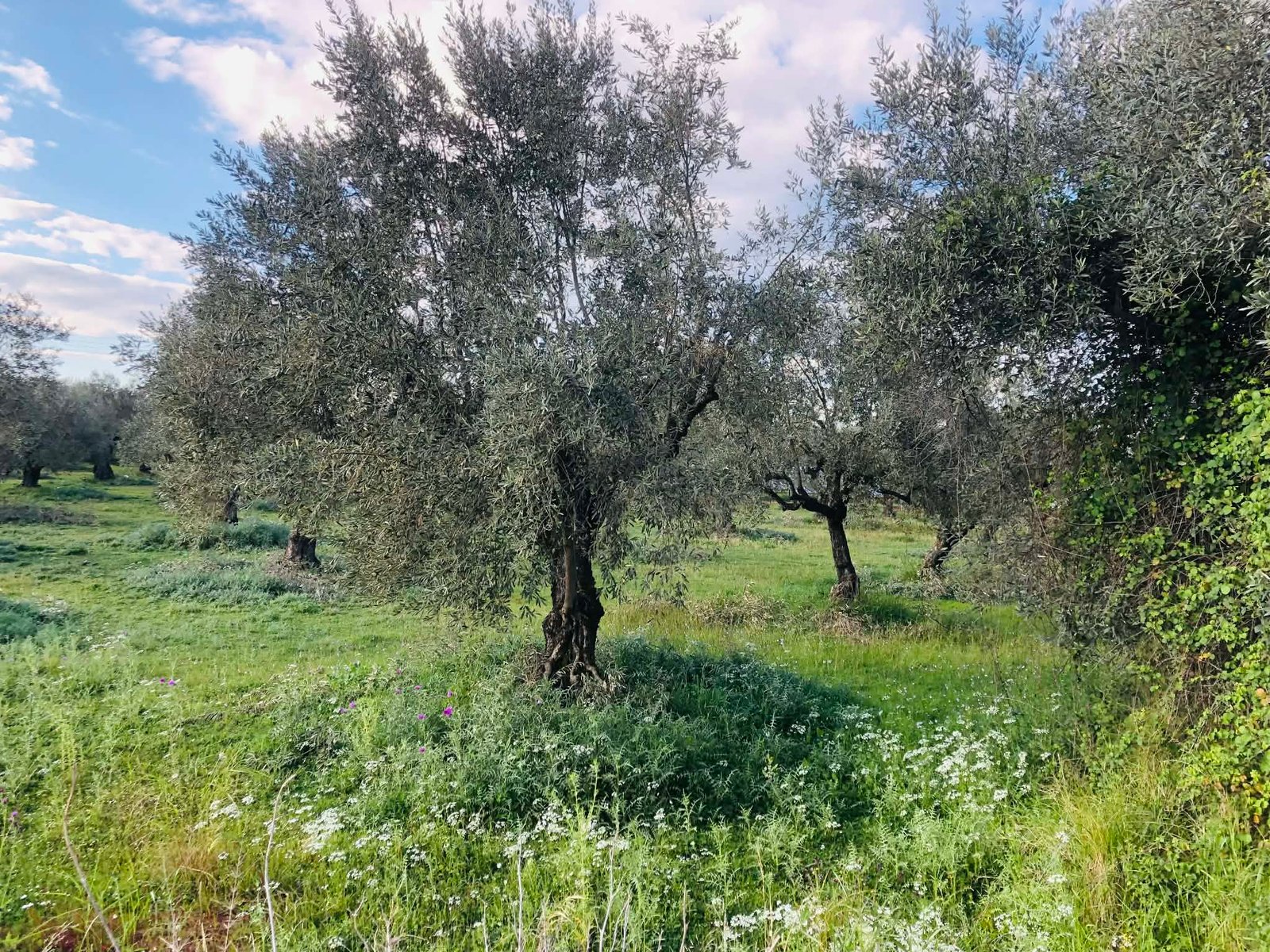 Read more about the article Σε πλήρη εξέλιξη οι δηλώσεις για το Ελαιοκομικό Μητρώο, τι πρέπει να κάνουν οι παραγωγοί