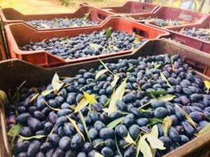 Read more about the article Στην ημερίδα με θέμα “Αγροδιατροφή 2030: Το νέο εξαγωγικό μοντέλο της Ελλάδας” ο K. Ζούκας