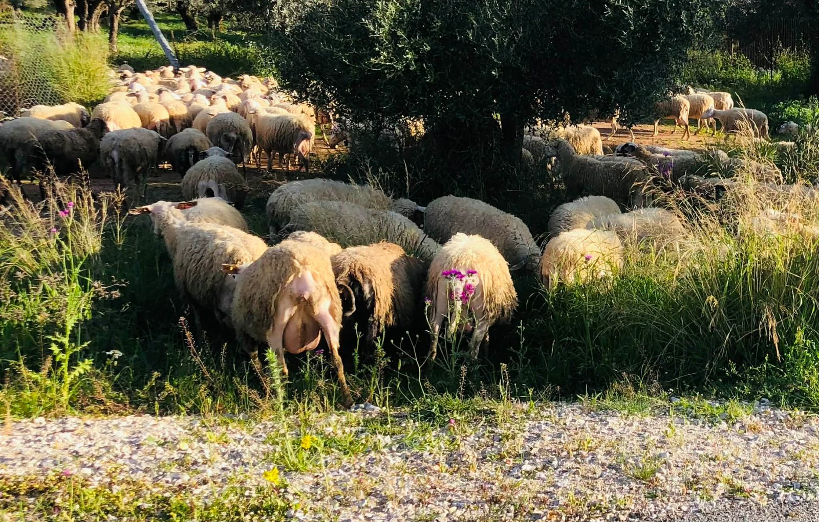 Read more about the article Κρούσμα ευλογιάς αιγοπροβάτων στην Ιθάκη