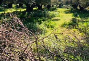 Read more about the article Μόνοι τους για κλάδεμα ελιάς φέτος οι ελαιοπαραγωγοί λόγω κόστους