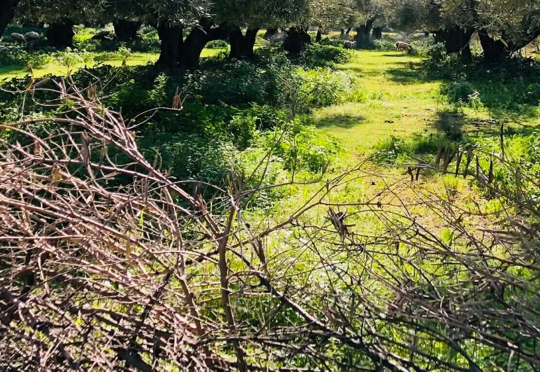 Read more about the article Μόνοι τους για κλάδεμα ελιάς φέτος οι ελαιοπαραγωγοί λόγω κόστους