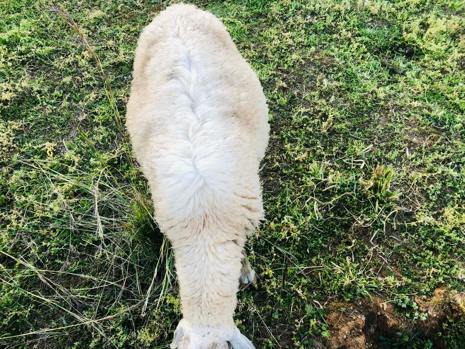 Read more about the article Ευρωπαϊκή συνδρομή προς την Ελλάδα για την αντιμετώπιση του αφθώδους πυρετού