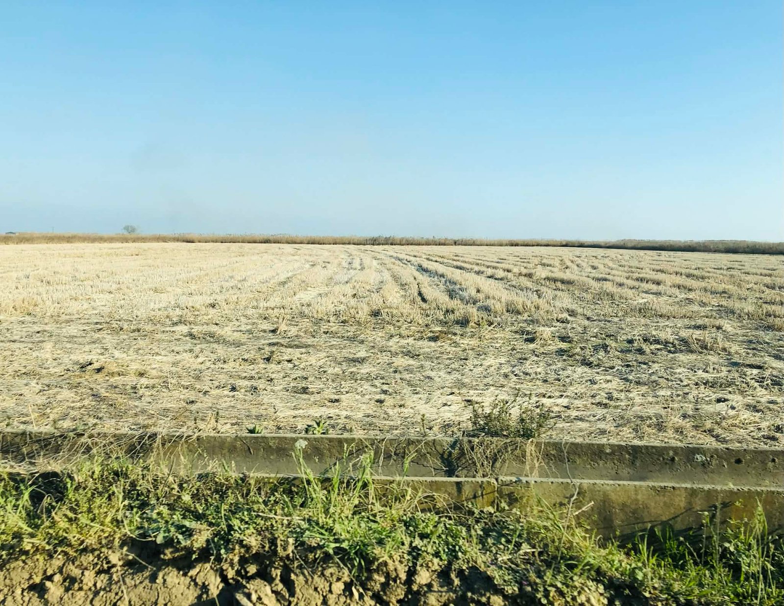 Read more about the article Σε ΦΕΚ οι συνδεδεμένες σε σιτάρι, κριθάρι, όλα τα ποσά-ολοταχώς για πληρωμή