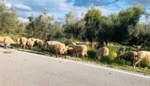 Read more about the article Προκαταβολές αποζημιώσεων για ευλογιά εξετάζει έστω και καθυστερημένα το ΥπΑΑΤ