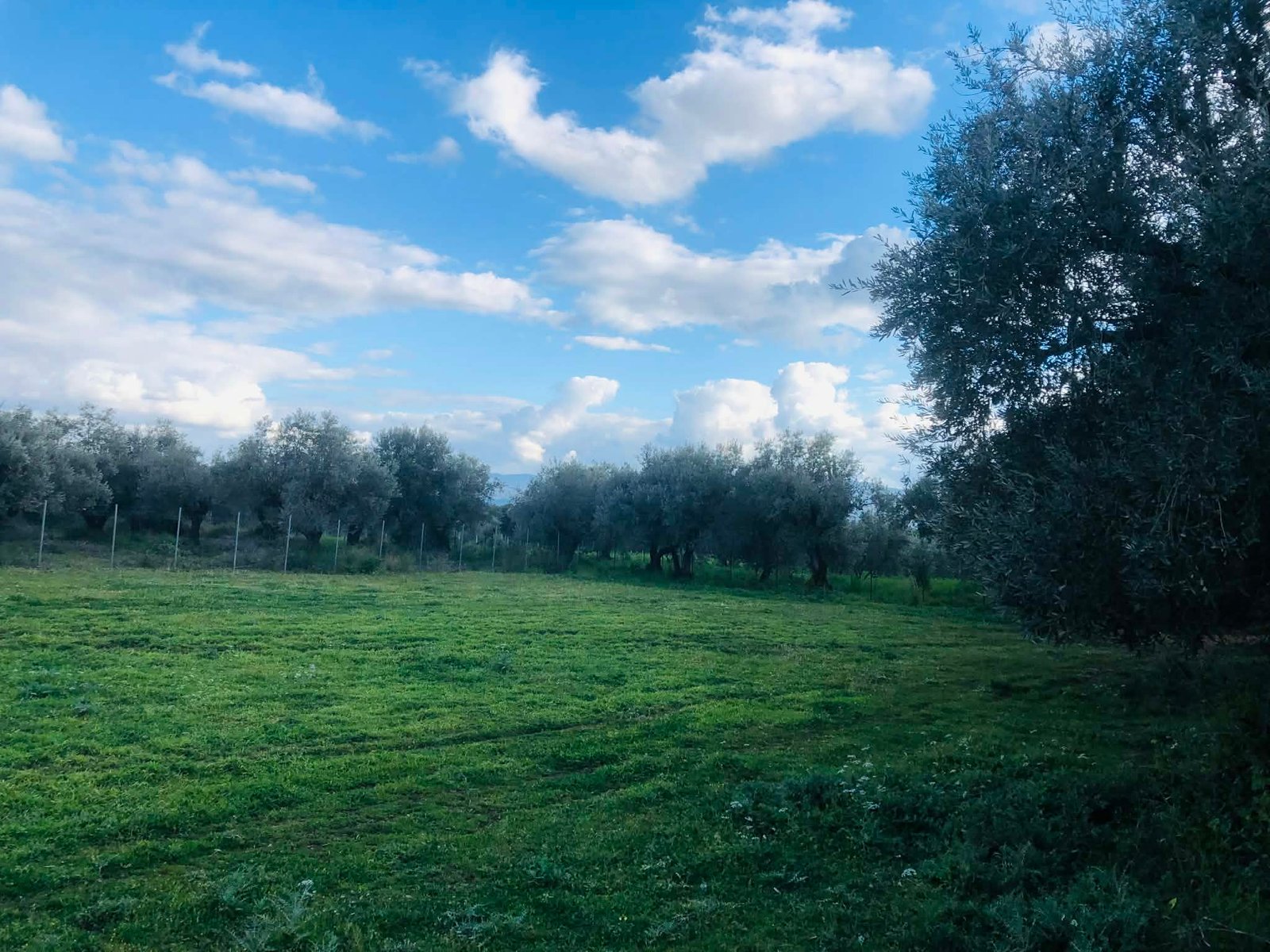 Read more about the article Η καλοκαιρία φέρνει ισορροπία τιμών και νωρίς τα… τριφύλλια