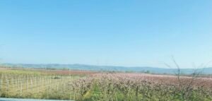 Read more about the article Απόφαση καθορισμού συνεχιζόμενης πράξης της δράσης 5.1.1