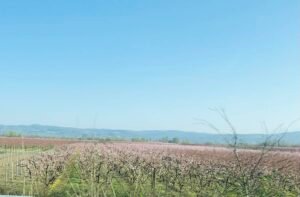 Read more about the article Τα προβλήματα δενδροκαλλιεργειών επί τάπητος στο ΥπΑΑΤ, αβεβαιότητα μετά τις αλλαγές