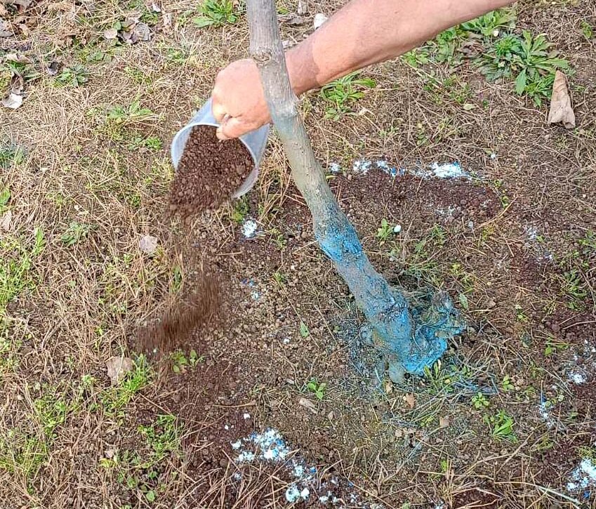 Read more about the article Μύθοι και αλήθειες για την “οργανική” λίπανση ακτινιδιάς