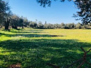 Read more about the article Υγρασία και ζέστη έβρασαν τα τριφύλλια, πάνω από 30 λεπτά τα καθαρά που δεν… υπάρχουν