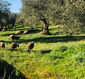 Read more about the article Κέλλας: Οι ενισχύσεις δόθηκαν με περισσότερους ελέγχους, περισσότερες διασταυρώσεις και μεγαλύτερη διαφάνεια