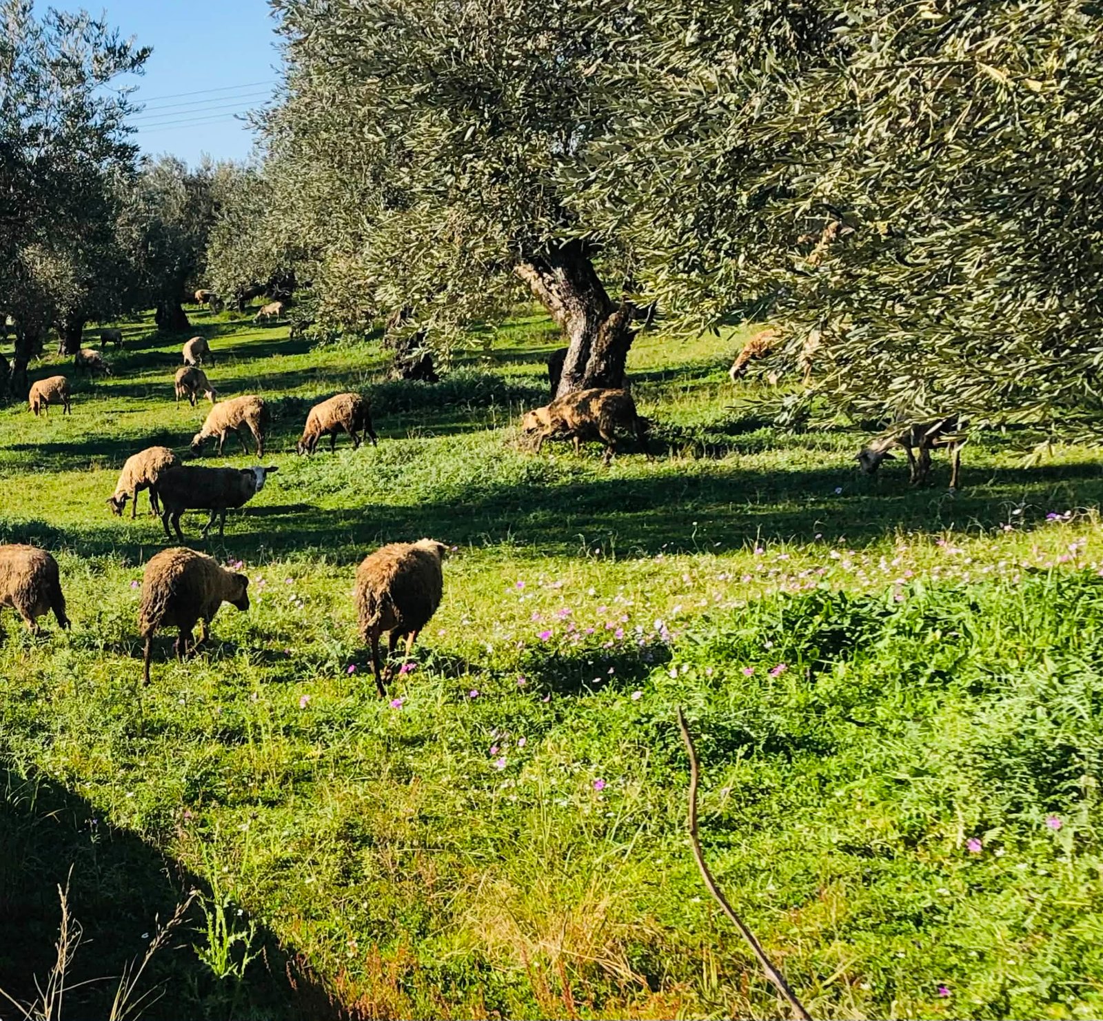 Read more about the article Κέλλας: Οι ενισχύσεις δόθηκαν με περισσότερους ελέγχους, περισσότερες διασταυρώσεις και μεγαλύτερη διαφάνεια