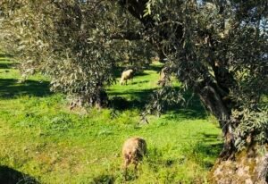 Read more about the article Τσάμπα ο κόπος των κτηνοτρόφων, μισή τιμή τα αρνιά