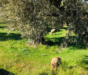 Read more about the article Στο μικροσκόπιο της Κομισιόν η κατανομή βοσκοτόπων