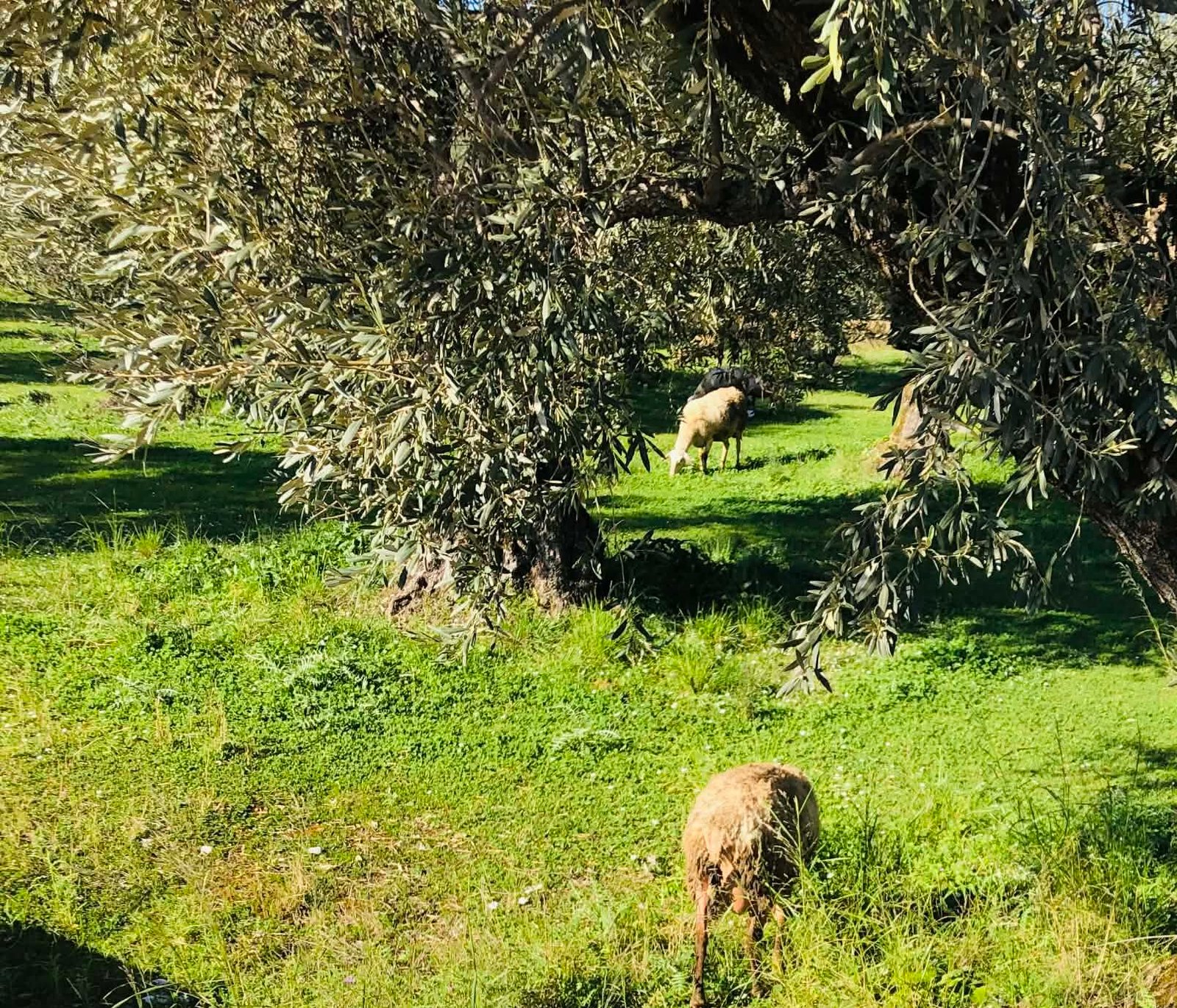 Read more about the article Κρούσμα ευλογιάς αιγοπροβάτων στην Αργολίδα, άμεσα μέτρα από την Περιφέρεια Πελοποννήσου