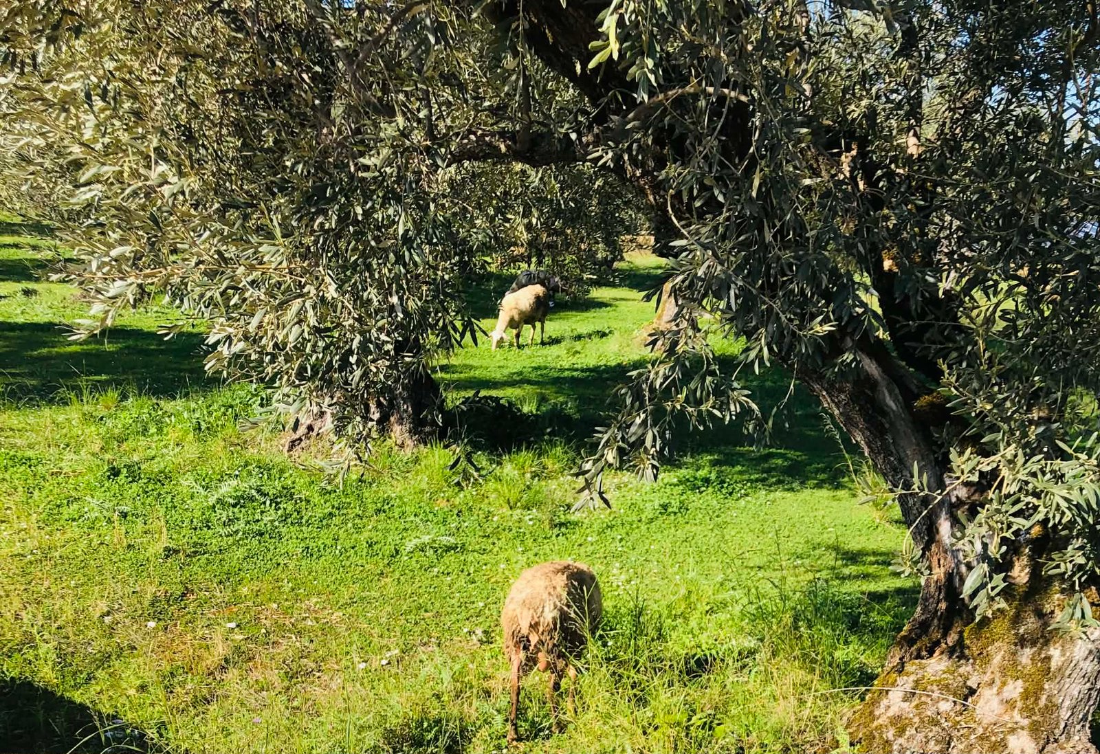 Read more about the article Επίτροπος Βάρχελι προς Αρναούτογλου: «Θα στηρίξουμε τους Έλληνες κτηνοτρόφους σε κάθε βήμα»
