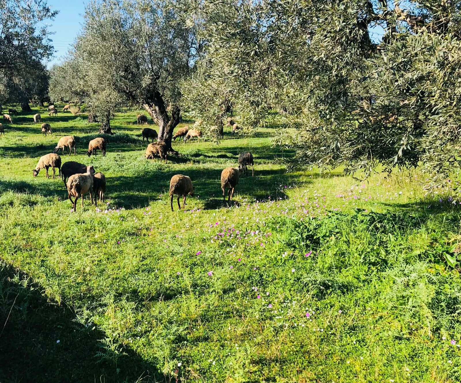 Read more about the article Πάει για 1,50 το πρόβειο γάλα με τέτοιες τιμές στα σιτηρά
