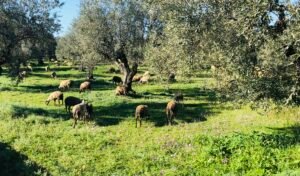 Read more about the article 10 νέα κρούσματα ευλογιάς αιγοπροβάτων, στην Αιτωλοακαρνανία τα περισσότερα