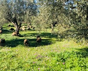 Read more about the article ΑΑΔΕ: Μπλόκο σε 8.000 απαγορευμένα εμβόλια από την Τουρκία για την ευλογιά