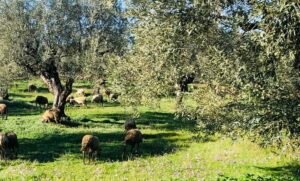 Read more about the article Διευκρινίσεις Κτηνιατρικής Υπηρεσίας Π.Ε. Καστοριάς για τα μέτρα αντιμετώπισης της ευλογιάς