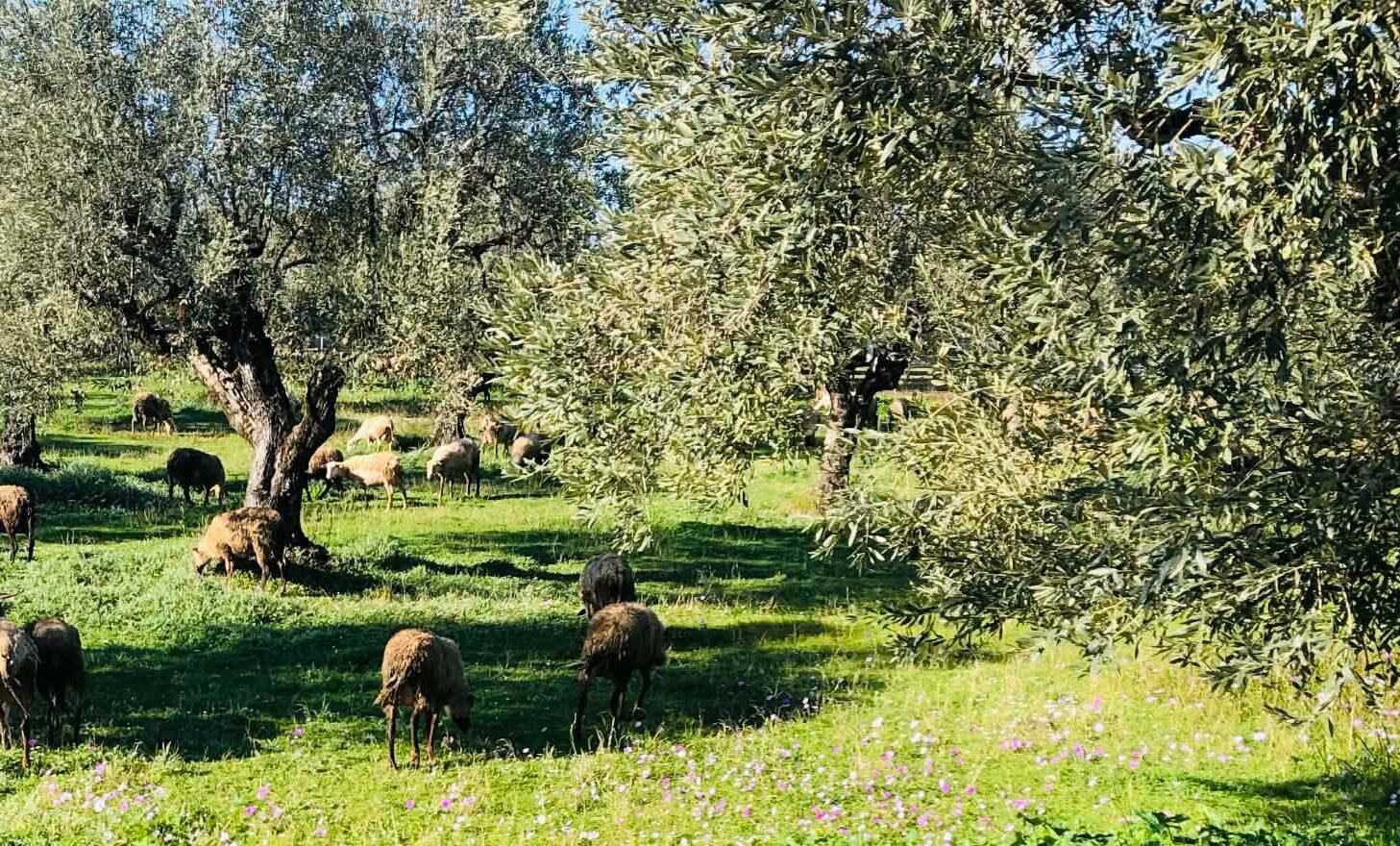 Read more about the article Σε εξέλιξη τεχνική συνάντηση στη Λάρισα, τι ειπώθηκε για σχέδια βελτίωσης, όρια, ανωτέρα βία λόγω επιζωοτιών