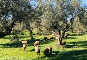Read more about the article ΥπΑΑΤ: Επικαιροποιείται το πλαίσιο αντιμετώπισης του αφθώδους πυρετού