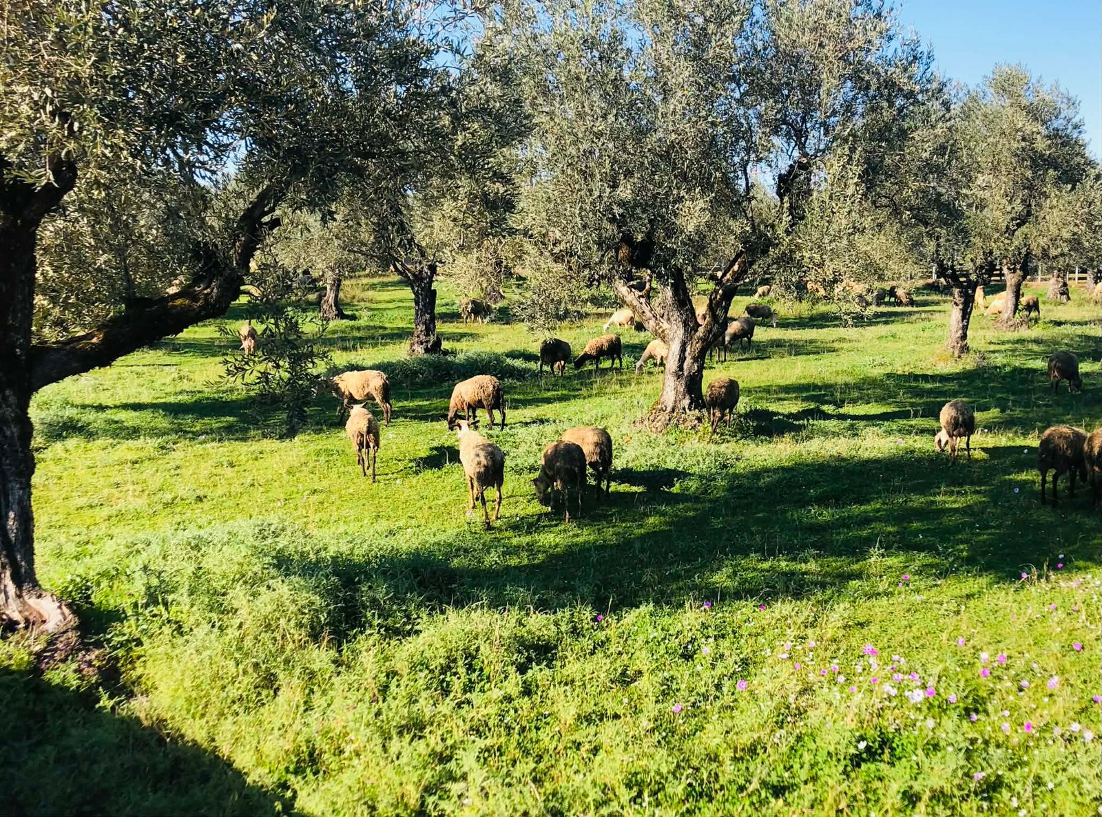 You are currently viewing Συνεχίστηκε και τον Ιούνιο η πτώση παραδόσεων αιγοπρόβειου γάλακτος