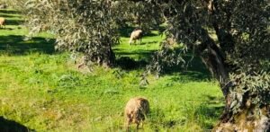 Read more about the article Με ημερομηνία λήξης η εγχώρια κτηνοτροφία