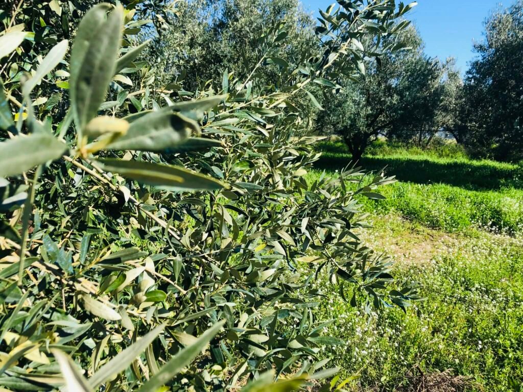 Αποτελέσματα για το επιδοτούμενο πρόγραμμα κατάρτισης στο κλάδεμα