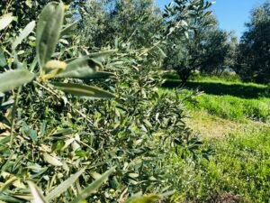 Read more about the article Aιτήσεις για νέο επιδοτούμενο πρόγραμμα κατάρτισης στη Ηγουμενίτσα